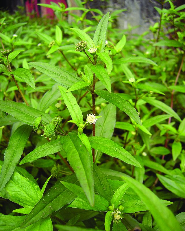 Goat Weed